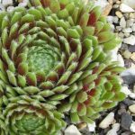 Молодило Джубили