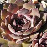 Молодило Джулия