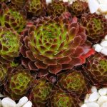 Молодило Директор Джейкобс