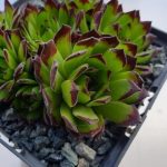 Молодило Коллектор Анчиси