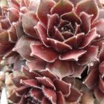 Молодило Криспин