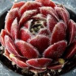 Молодило Ленека