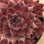 Молодило Пасифик Соната