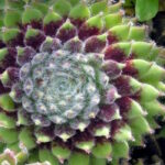 Молодило Спрайт