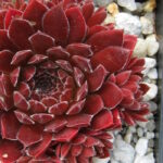 Молодило Хавендейкер Тойфл