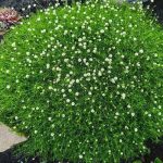 Мшанка шиловидная