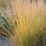 Молиния голубая Страленгуэль