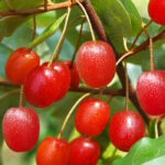 Гуми (Лох многоцветковый)