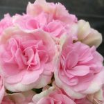 Пеларгония ЮВ-Даная