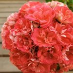 Пеларгония ЮВ-Рыжая Бестия