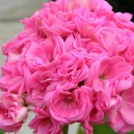 Пеларгония Саксдаленс Сельма