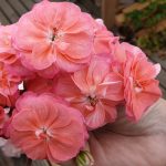 Пеларгония ЮВ-Луксор