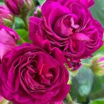 Пеларгония ИВ-Эсфирь Прекрасная