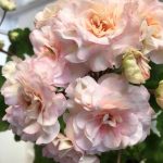 Пеларгония ТА-Марсель