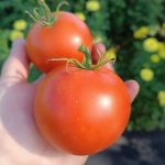 Томат Ранняя Пташка