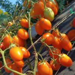 Томат Лисичка