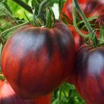 Томат Черная Магия