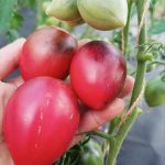 Томат Клубничный Водопад