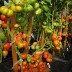 Томат Джаз Восход