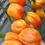 Томат Калифорнийский Тюльпан