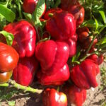 Перец Сердце Любимого