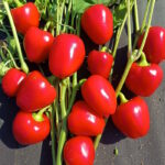 Перец Сердце Данко