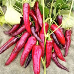 Перец Маркони пурпурный