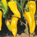 Перец Палермо Желтый