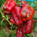 Перец Пето чудо