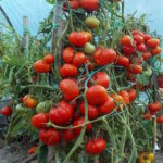 Томат Обильные Сараева