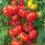 Томат Морская Звезда