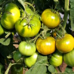 Томат Зелёная загадка мистера Граба