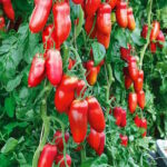 Томат Тегусигальпа