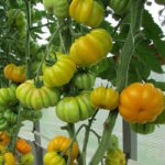 Томат Лотарингская красавица желтая