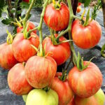 Томат Граффити