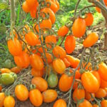 Томат След летящего дракона