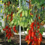 Томат Аурия