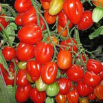 Томат Черри Аккордеон