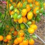 Томат Ильди