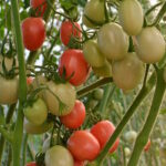 Томат Эй фон Пхукет/Яйцо из Пхукета