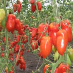 Томат Щедрая Сливка Тарасенко