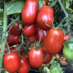 Томат Аргентинская сливка