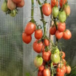 Томат Шебойган