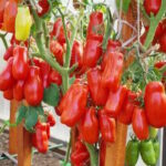 Томат Дрова