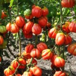 Томат Айсберг