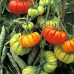 Томат Костолуто Фиорентино