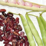 Фасоль овощная Ранний Уорик