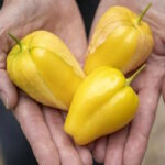 Физалис Королева Малиналько