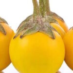 Солянум эфиопикум