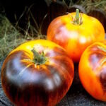 Томат Настоящая Драгоценность